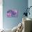 Violet Orchid Morpheus-Alixandra Mullins-Stretched Canvas displayed on a wall