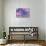 Violet Orchid Morpheus-Alixandra Mullins-Stretched Canvas displayed on a wall