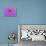 Violet-Pink Dahlia Flower-Cora Niele-Premier Image Canvas displayed on a wall