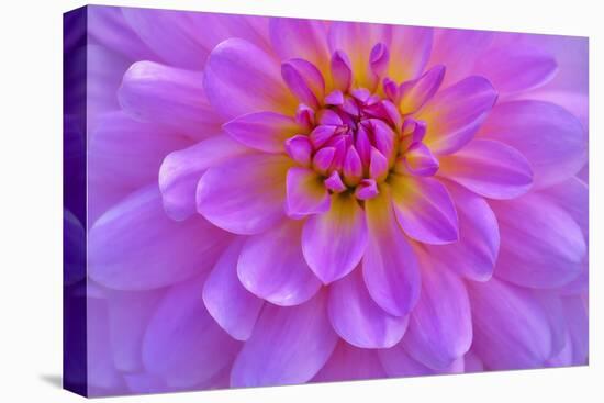 Violet-Pink Dahlia Flower-Cora Niele-Premier Image Canvas