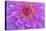 Violet-Pink Dahlia Flower-Cora Niele-Premier Image Canvas