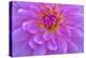 Violet-Pink Dahlia Flower-Cora Niele-Premier Image Canvas