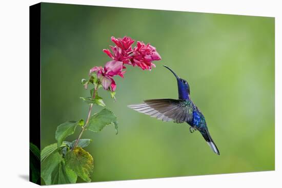 Violet Sabrewing Hummingbird (Campylopterus Hemileucurus) Hummingbird Male Flying-Melvin Grey-Premier Image Canvas