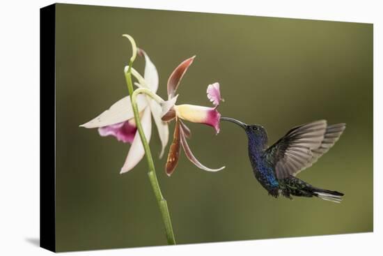 Violet sabrewing hummingbird feeding on orchid, Costa Rica-Paul Hobson-Premier Image Canvas