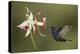 Violet sabrewing hummingbird feeding on orchid, Costa Rica-Paul Hobson-Premier Image Canvas