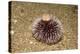 Violet Sea Urchin Living Animal and its Test or Shell on its Top (Sphaerechinus Granularis)-Reinhard Dirscherl-Premier Image Canvas