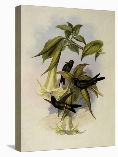 Violet Star-Frontlet, Heliotrypha Viola-John Gould-Premier Image Canvas