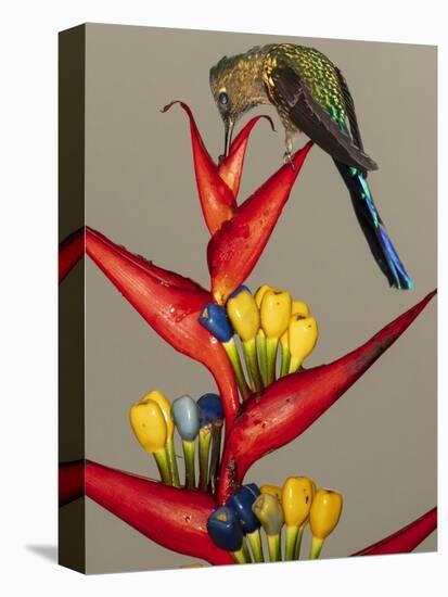 Violet-tailed sylph, Ecuador-Art Wolfe Wolfe-Premier Image Canvas