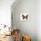 Violet Tip Butterfly (Polygonia Interrogationis), Question-Mark Butterfly, Insects-Encyclopaedia Britannica-Stretched Canvas displayed on a wall