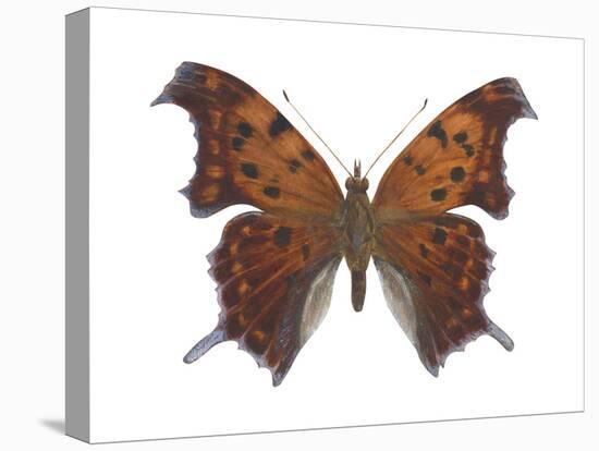 Violet Tip Butterfly (Polygonia Interrogationis), Question-Mark Butterfly, Insects-Encyclopaedia Britannica-Stretched Canvas