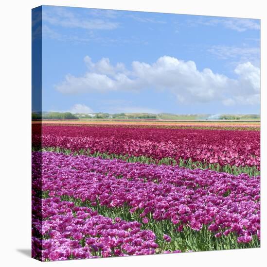 Violet Tulip Fields-Cora Niele-Premier Image Canvas
