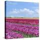 Violet Tulip Fields-Cora Niele-Premier Image Canvas