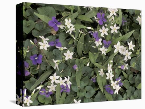 Violets and Spring Beauties, Daniel Boone National Forest, Kentucky, USA-Adam Jones-Premier Image Canvas