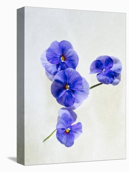 Violets, Blossoms, Violet, Blue, Viola Odorata-Axel Killian-Premier Image Canvas