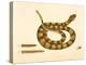 Viper Caudison Snake, Rattlesnake, Plate 41, Vol. 1, from the 'Natural History of Carolina,…-Mark Catesby-Premier Image Canvas