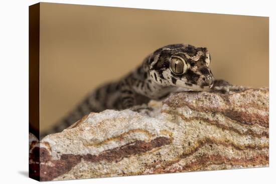 Viper Gecko (Teratolepis fasciata), captive, Pakistan, Asia-Janette Hill-Premier Image Canvas