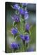 Viper's Bugloss (Echium Vulgare)-Bob Gibbons-Premier Image Canvas