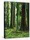 Virgin Sitka Spruce, Hoh Rain Forest, Olympic National Forest, Washington, USA-Charles Gurche-Premier Image Canvas