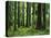 Virgin Sitka Spruce, Hoh Rain Forest, Olympic National Forest, Washington, USA-Charles Gurche-Premier Image Canvas
