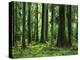 Virgin Sitka Spruce, Hoh Rain Forest, Olympic National Forest, Washington, USA-Charles Gurche-Premier Image Canvas