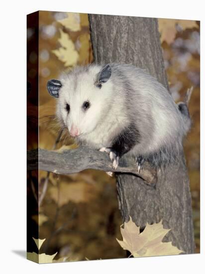 Virginia Opossum in Tree USA-Lynn M. Stone-Premier Image Canvas