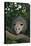 Virginia Opossum in Tree-DLILLC-Premier Image Canvas