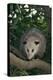 Virginia Opossum in Tree-DLILLC-Premier Image Canvas