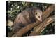 Virginia Opossum in Tree-DLILLC-Premier Image Canvas