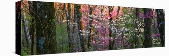 Virginia, Shenandoah National Park-null-Premier Image Canvas