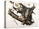 Virginian Opossum, 1845-John James Audubon-Premier Image Canvas