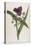 Virginian Tradescantia or Spiderwort-William Curtis-Stretched Canvas