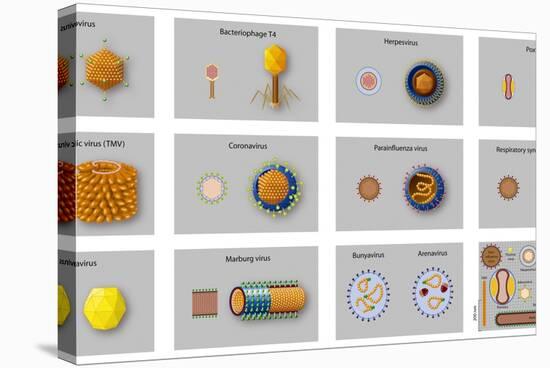 Virus Types, Artwork-null-Premier Image Canvas