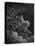 Vision of Death-Gustave Doré-Premier Image Canvas