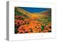 Vision - Poppy Field-unknown unknown-Stretched Canvas