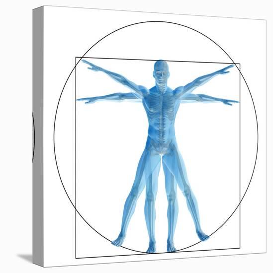 Vitruvian Human or Man, Anatomy Body for Biology-bestdesign36-Stretched Canvas