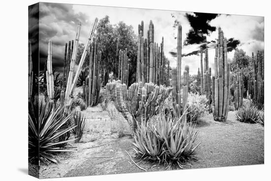 ¡Viva Mexico! B&W Collection - Cardon Cactus II-Philippe Hugonnard-Premier Image Canvas