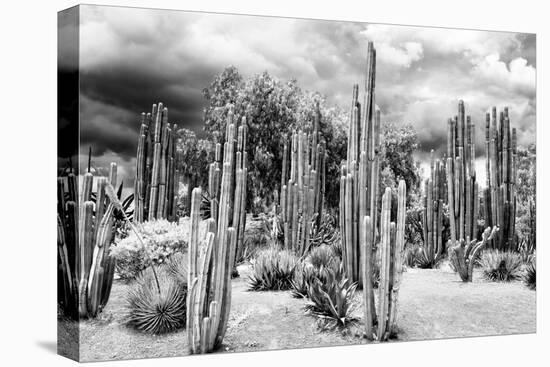 ?Viva Mexico! B&W Collection - Cardon Cactus-Philippe Hugonnard-Premier Image Canvas