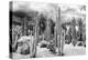 ?Viva Mexico! B&W Collection - Cardon Cactus-Philippe Hugonnard-Premier Image Canvas