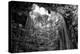 ¡Viva Mexico! B&W Collection - Ik-Kil Cenote-Philippe Hugonnard-Premier Image Canvas