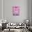 ¡Viva Mexico! Collection - Pink Street Wall Art-Philippe Hugonnard-Premier Image Canvas displayed on a wall