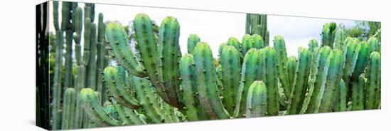 ¡Viva Mexico! Panoramic Collection - Cactus I-Philippe Hugonnard-Premier Image Canvas