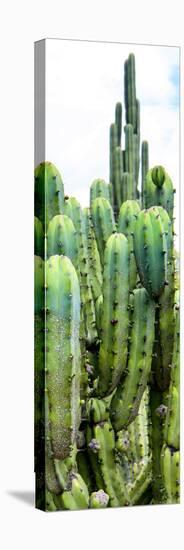 ¡Viva Mexico! Panoramic Collection - Cactus III-Philippe Hugonnard-Premier Image Canvas