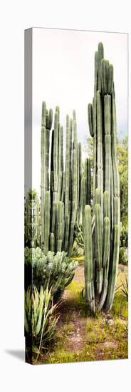 ¡Viva Mexico! Panoramic Collection - Cactus IV-Philippe Hugonnard-Premier Image Canvas