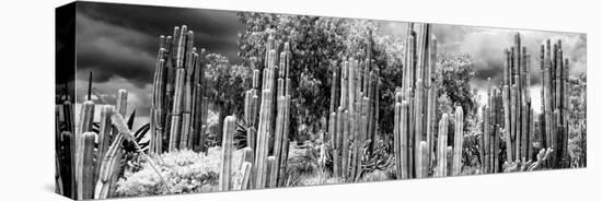 ¡Viva Mexico! Panoramic Collection - Cardon Cactus II-Philippe Hugonnard-Premier Image Canvas