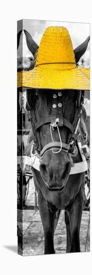 ¡Viva Mexico! Panoramic Collection - Horse with a Yellow straw Hat-Philippe Hugonnard-Premier Image Canvas