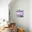 ¡Viva Mexico! Square Collection - "5 de febrero" Purple Wall-Philippe Hugonnard-Premier Image Canvas displayed on a wall