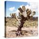 ?Viva Mexico! Square Collection - Cactus Desert IV-Philippe Hugonnard-Premier Image Canvas