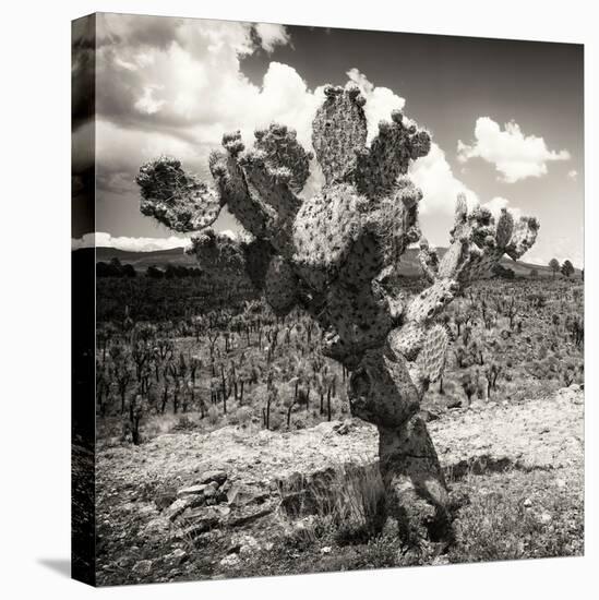 ¡Viva Mexico! Square Collection - Cactus Desert-Philippe Hugonnard-Premier Image Canvas