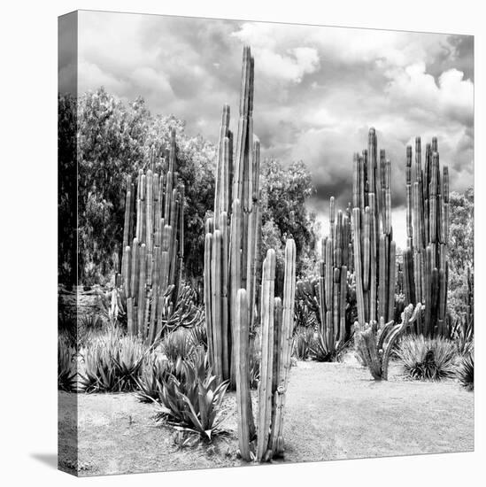 ?Viva Mexico! Square Collection - Cardon Cactus B&W II-Philippe Hugonnard-Premier Image Canvas