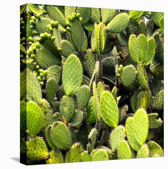 ?Viva Mexico! Square Collection - Prickly Pear Cactus V-Philippe Hugonnard-Premier Image Canvas